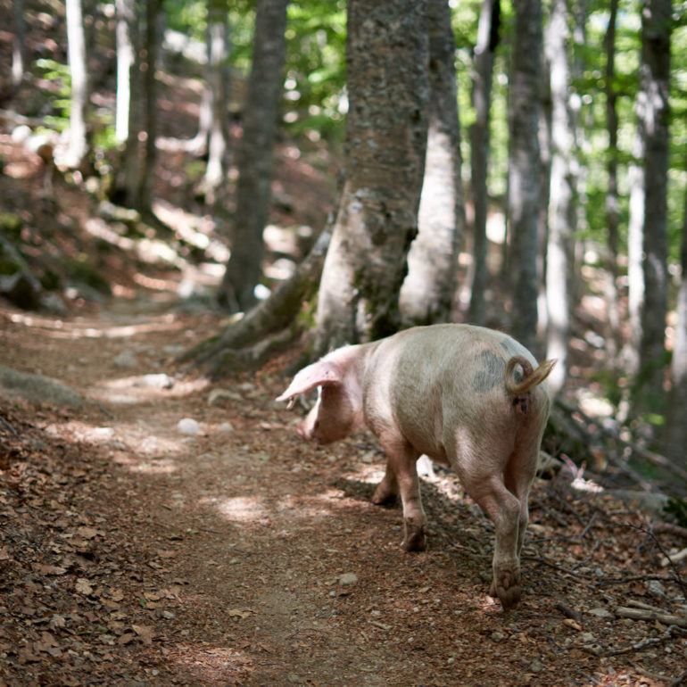 cochon-sauvage-corse
