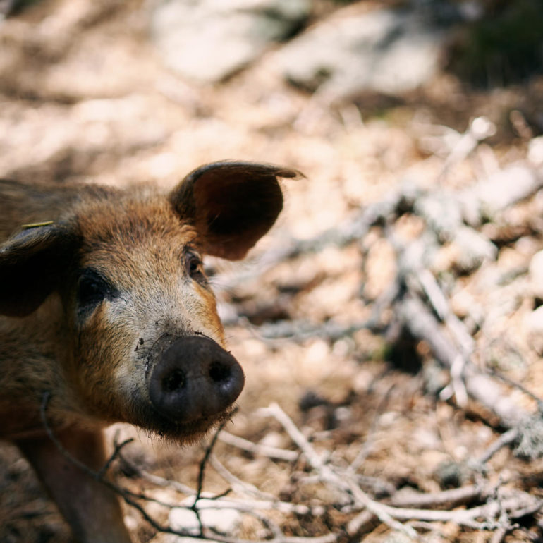 corse-gr20-cochon