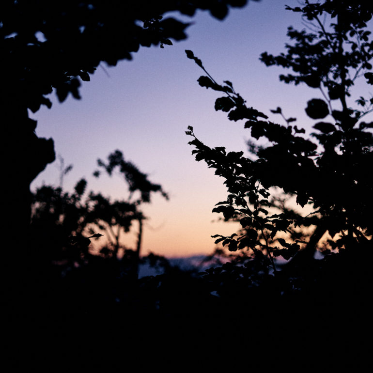 forêt-matin-couleurs