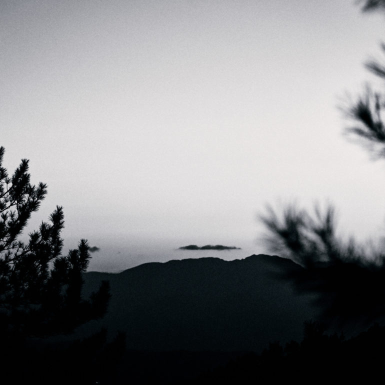 noir-blanc-pin-arbre