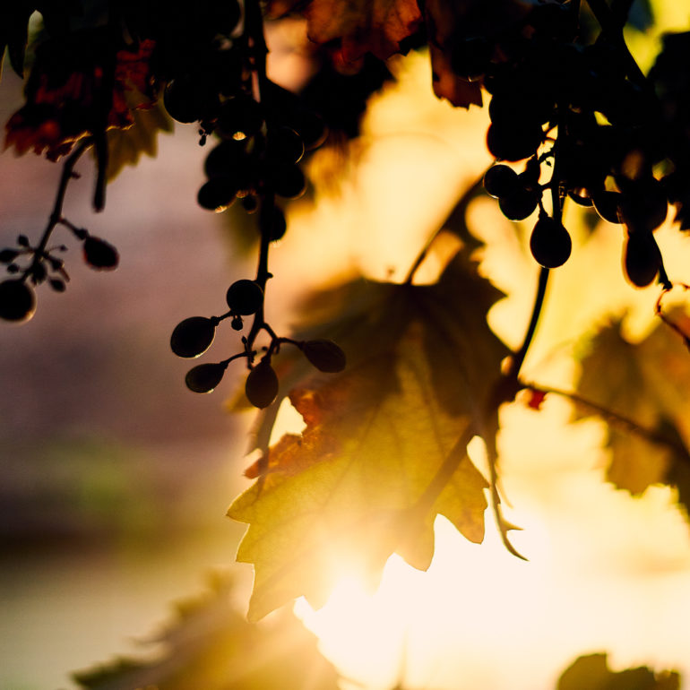 vigne-porto-vecchio-soleil